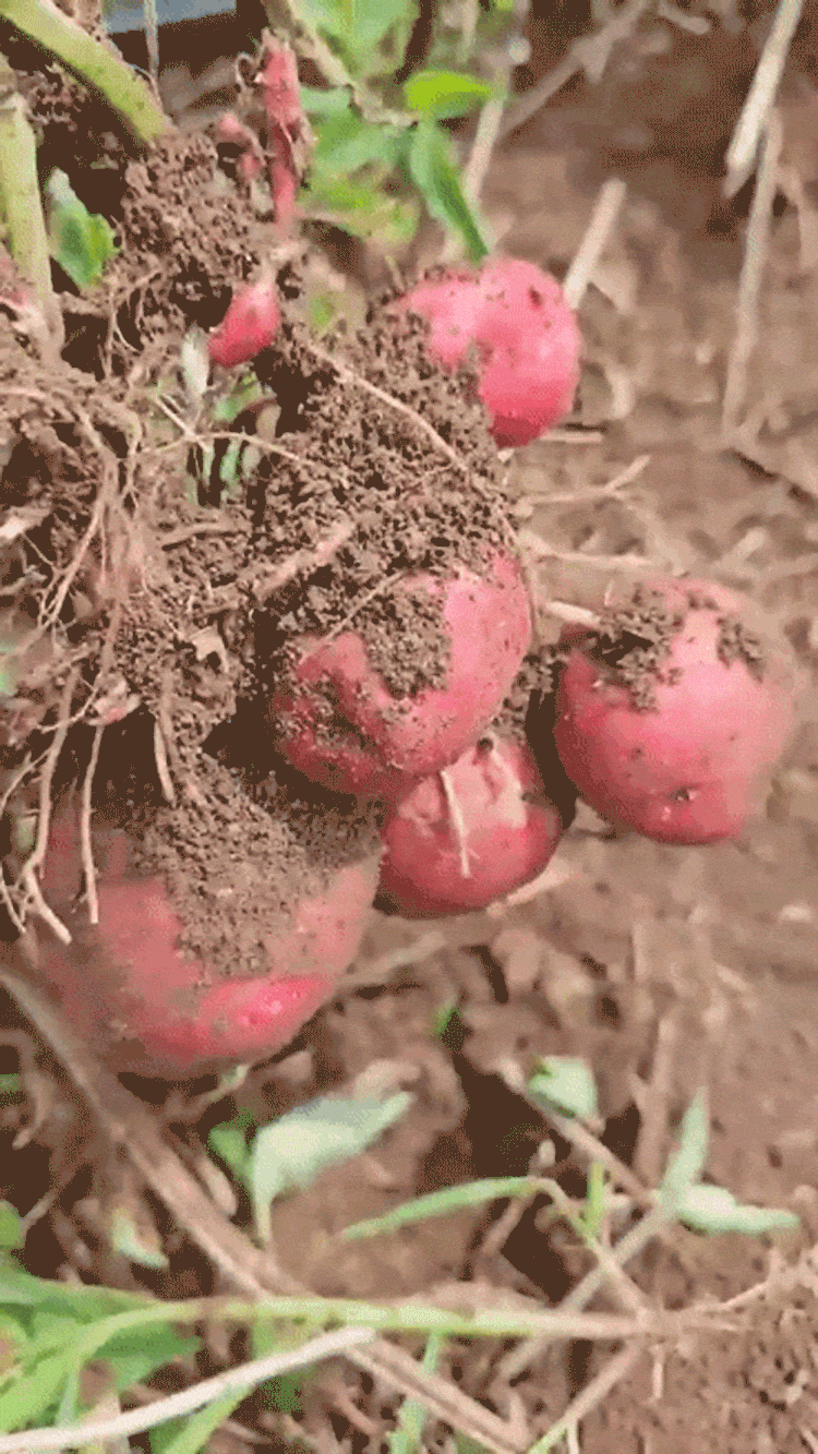 b50737dc202e949e75aa56c969c80a4d_1781541831_4544.gif