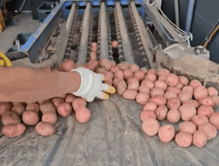 b50737dc202e949e75aa56c969c80a4d_1781541832_9497.gif